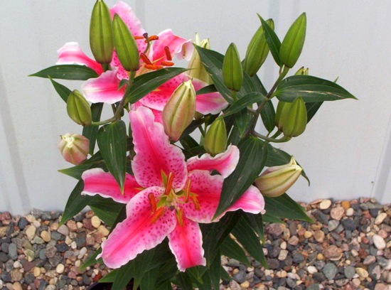 6          -